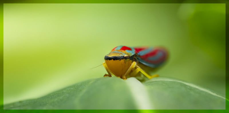 How To Shoot Handheld Focus Stacks For Macro Photography | PetaPixel