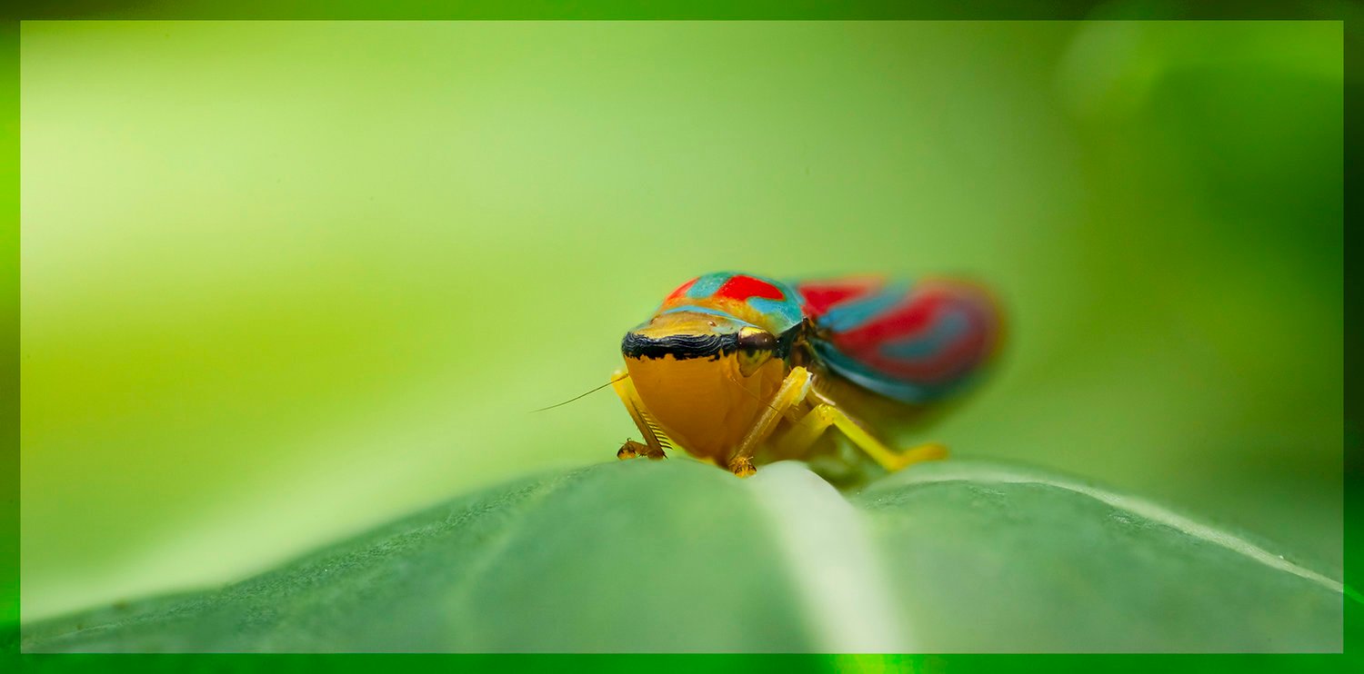 mudo Desarmamiento sonriendo How to Shoot Handheld Focus Stacks for Macro Photography | PetaPixel