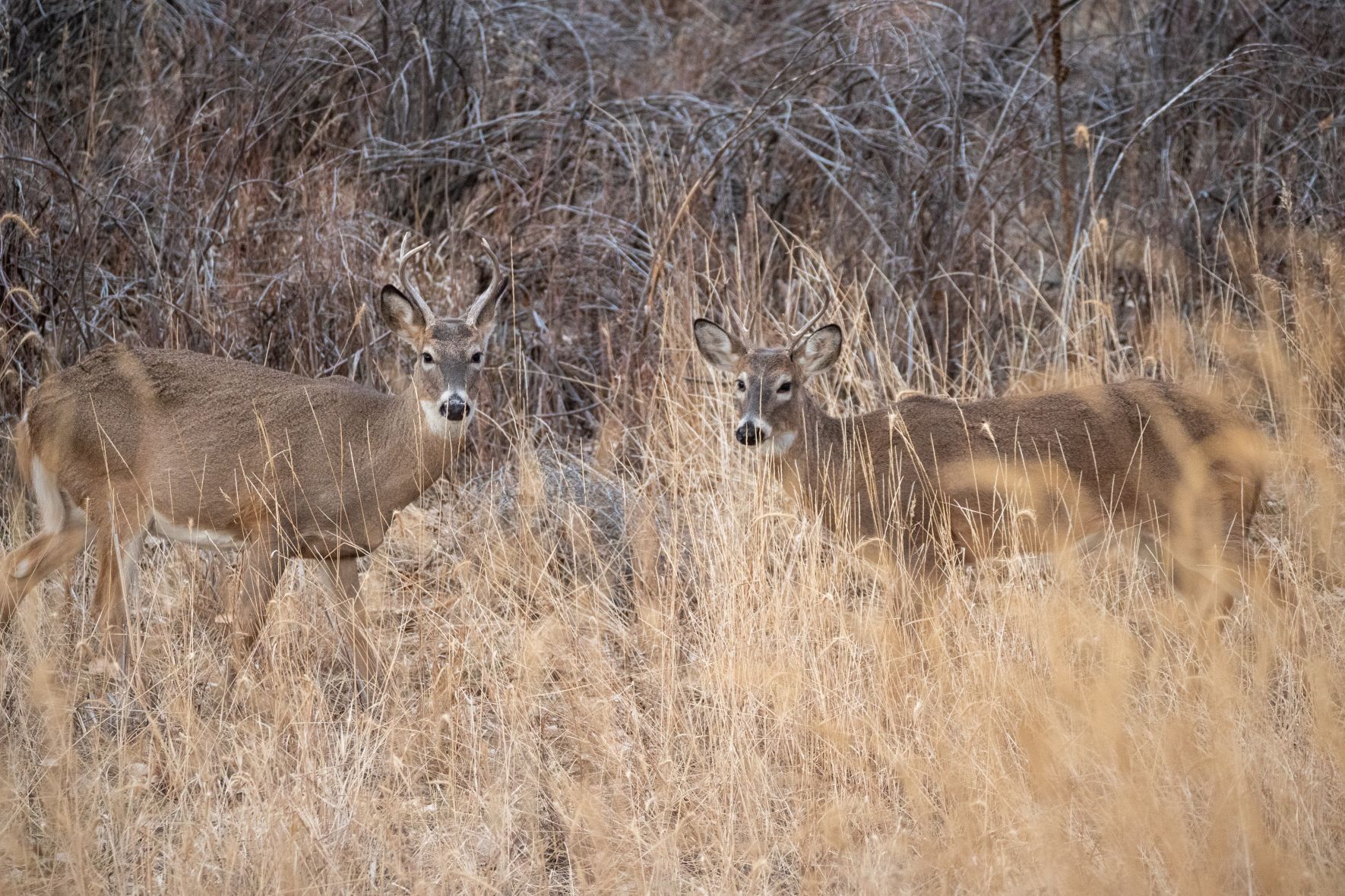 Testing the Animal Detect Autofocus on the Panasonic G9 | PetaPixel