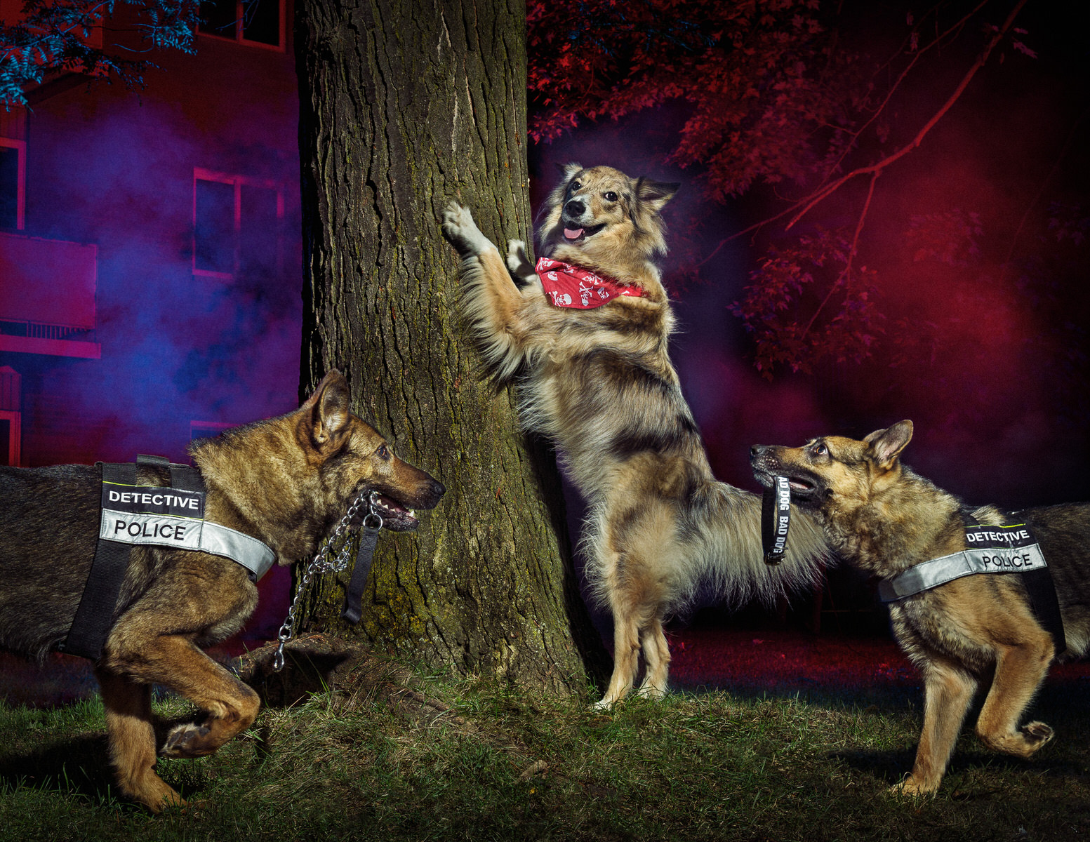 Shooting K9 Charity Calendar Photos for the Waterloo Police PetaPixel