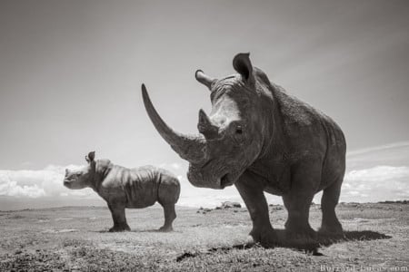 Photographing Rhinos in Kenya | PetaPixel