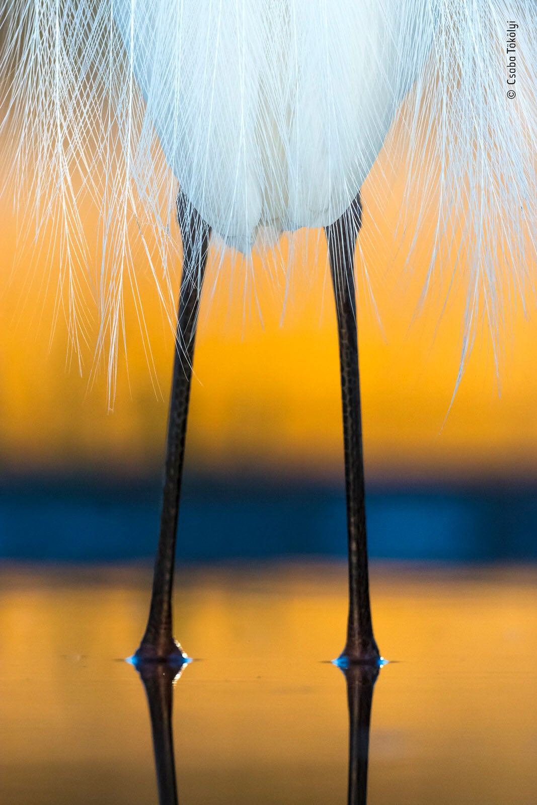 25 People's Choice Photos for Wildlife Photographer of the Year 2019 ...