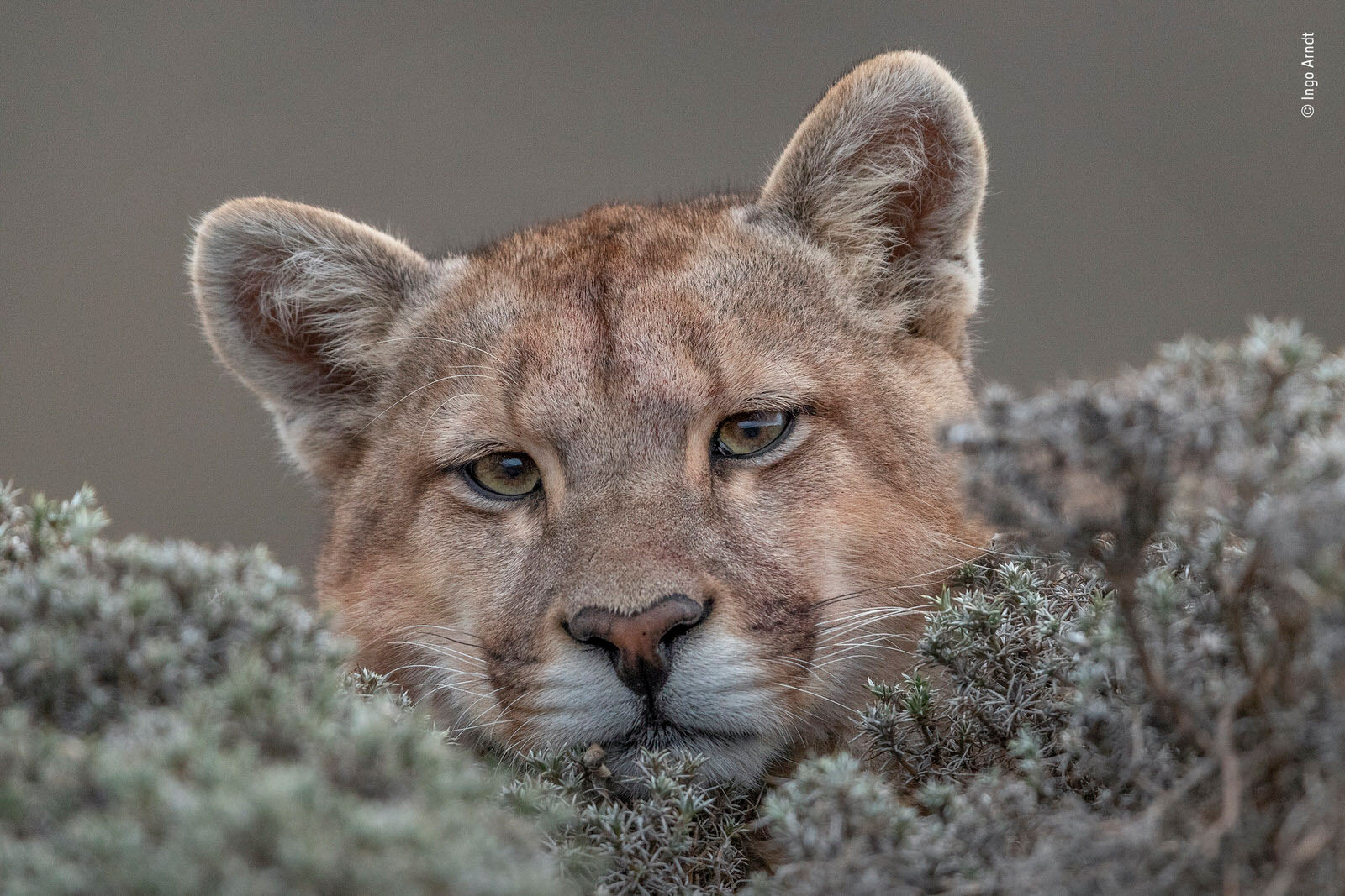 25 People's Choice Photos for Wildlife Photographer of the Year 2019 ...