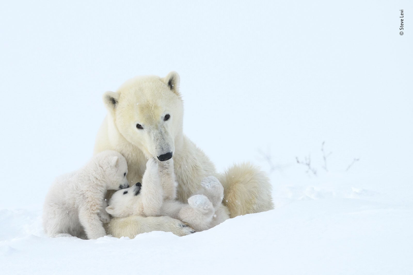 25 People's Choice Photos for Wildlife Photographer of the Year 2019 ...