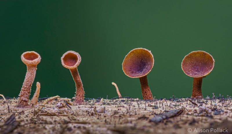 Stunning Macro Photos of Mushrooms Fungi PetaPixel