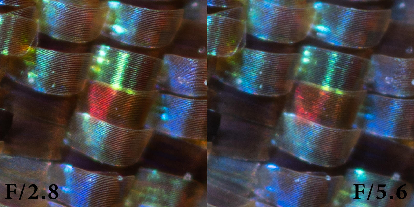 A Comparison of All High Magnification Camera Lenses PetaPixel