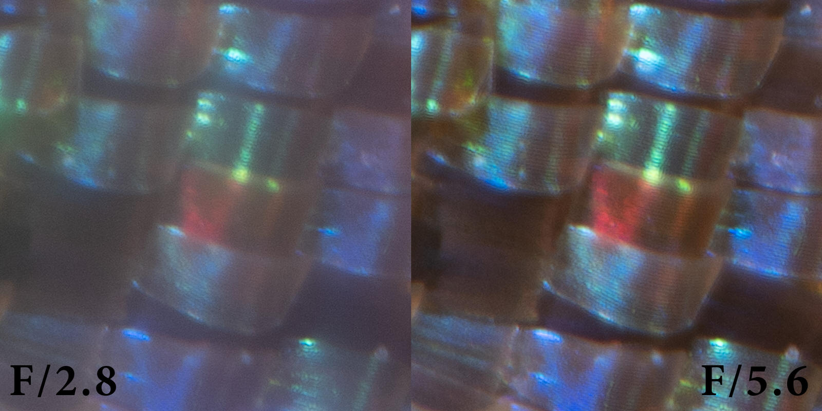 A Comparison of All High Magnification Camera Lenses PetaPixel