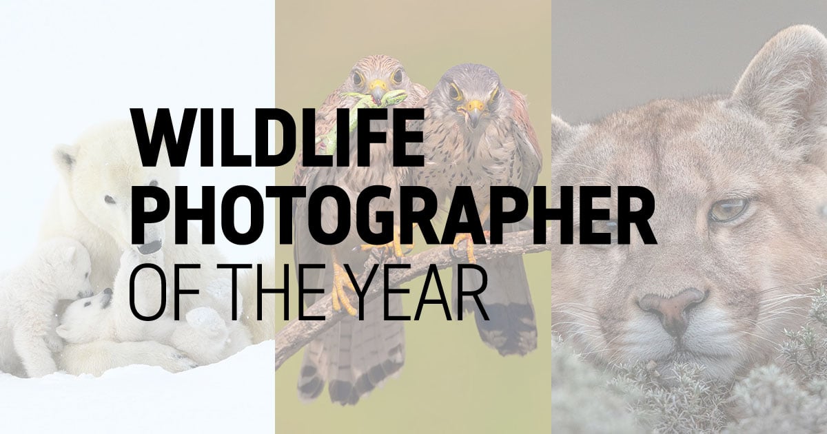 25 People's Choice Photos for Wildlife Photographer of the Year 2019 ...