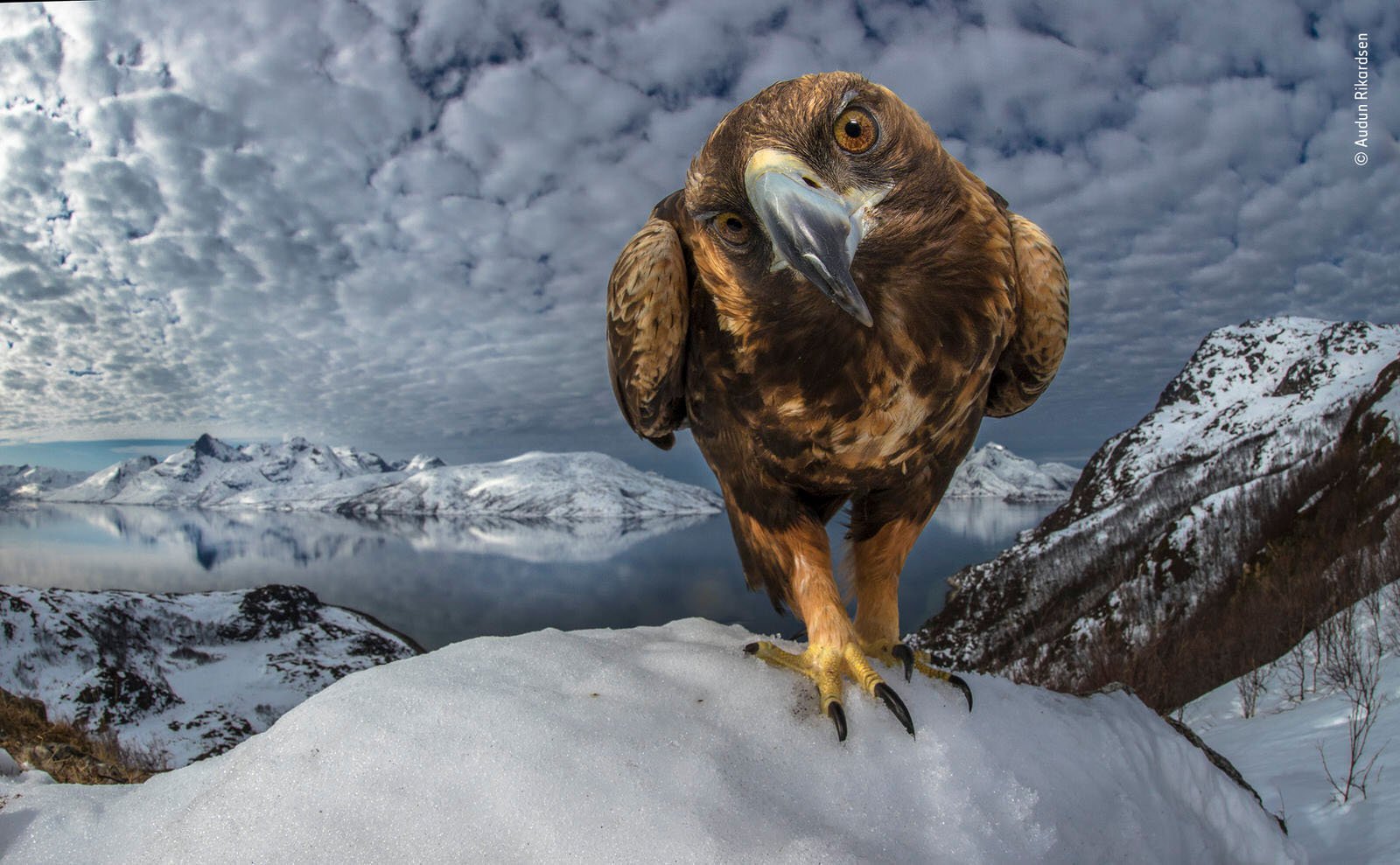 25 People's Choice Photos for Wildlife Photographer of the Year 2019