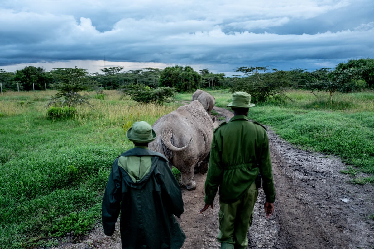 Documenting the Fate of the Northern White Rhino | PetaPixel