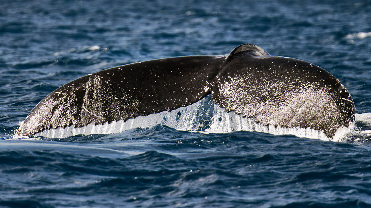 A Whale Tail: Overcoming Fear to Swim with Humpback Whales | PetaPixel