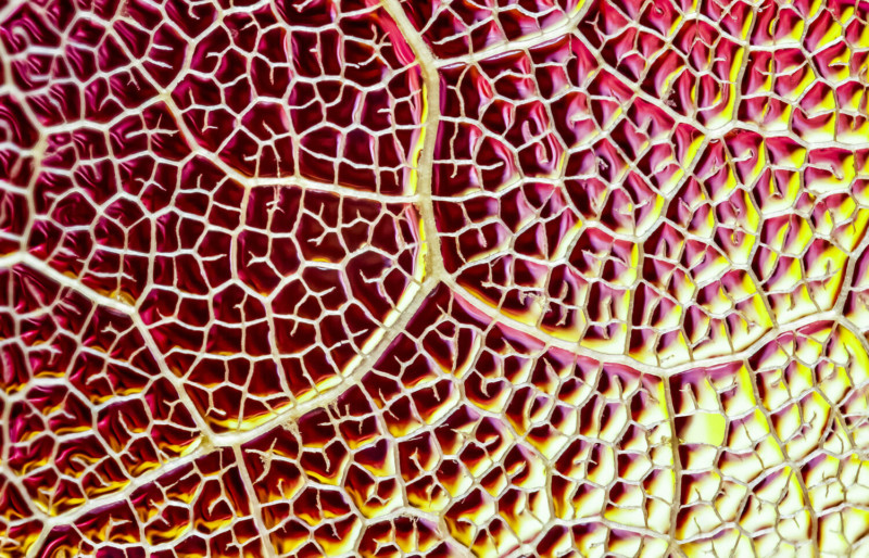 How To Shoot Creative Macro Photos Of Skeleton Leaves Petapixel