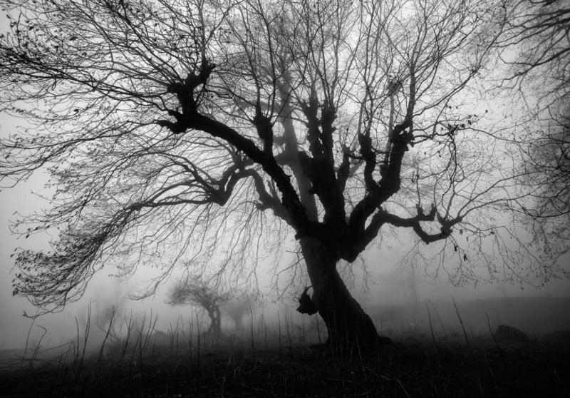 This Iranian Photographer Focuses On The Black And White Beauty Of Trees Petapixel