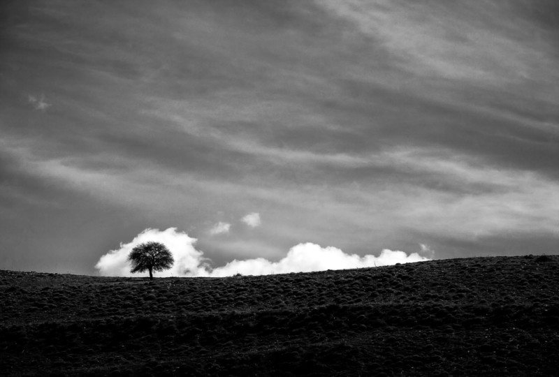 This Iranian Photographer Focuses On The Black And White Beauty Of Trees Petapixel