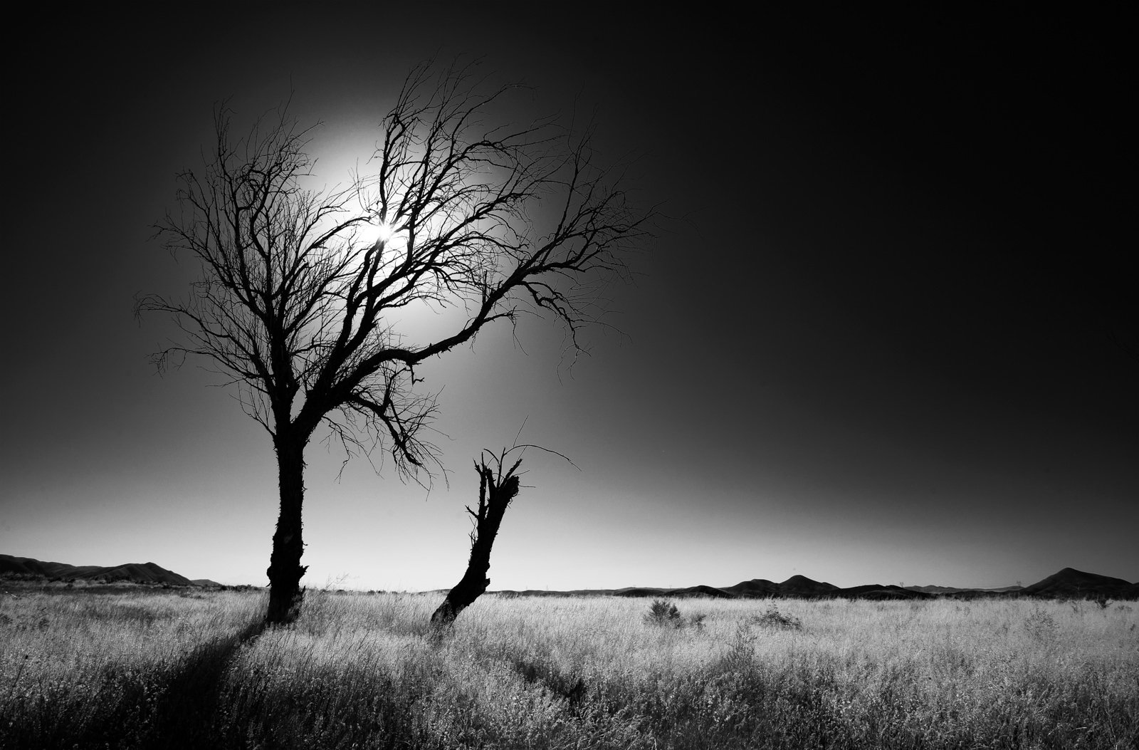 Квест одинокое дерево. Одинокое дерево в поле. Фотограф Ali Shokri. Alone Tree.