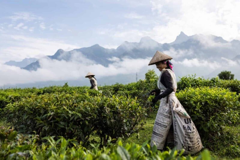 Two people wearing conical hats work in a lush green tea plantation with misty mountains and clouds in the background. One person is closer to the camera, walking between rows of tea bushes.