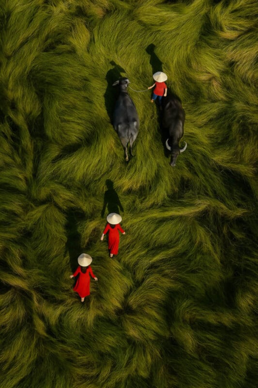 Aerial view of three people in red clothes and conical hats walking with two water buffalo across lush, wavy green grass. Their shadows stretch behind them in the sunlight.