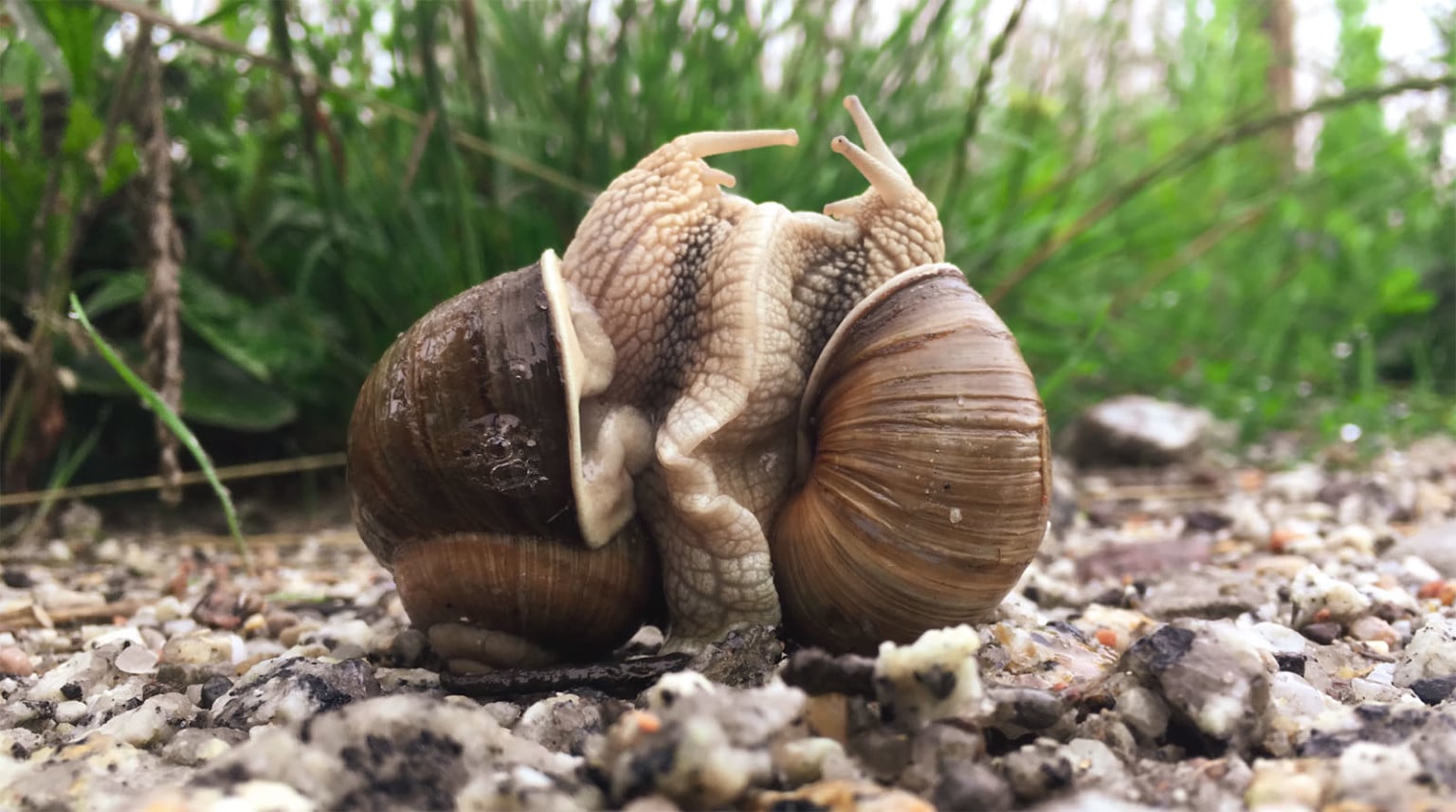 Lockdown Inspiration: Photographing Loving Snails | PetaPixel
