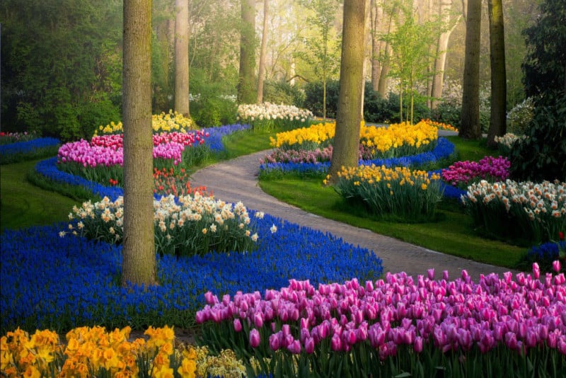 beautiful spring garden