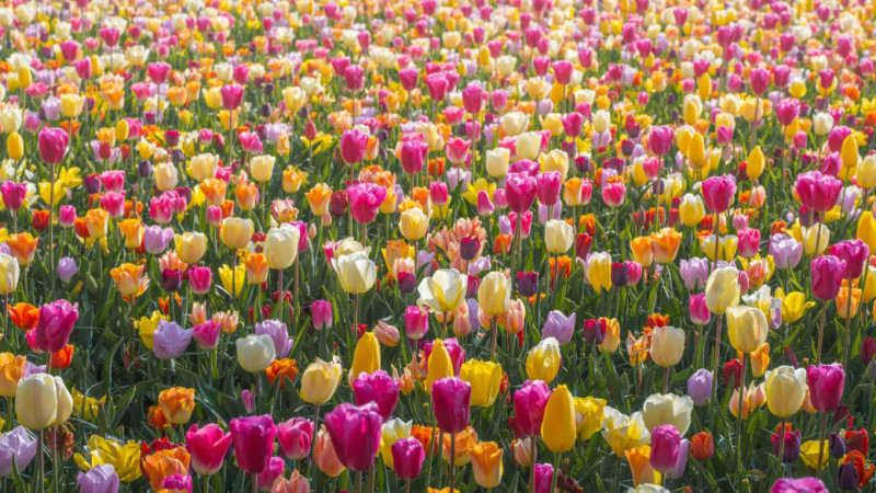 10 of the prettiest flower fields in the world