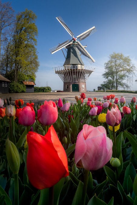 landscape pictures with flowers