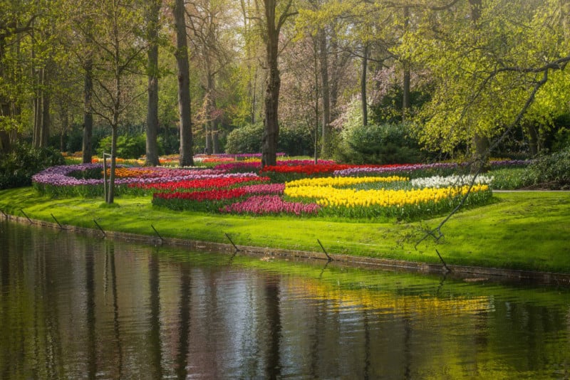 beautiful garden flowers