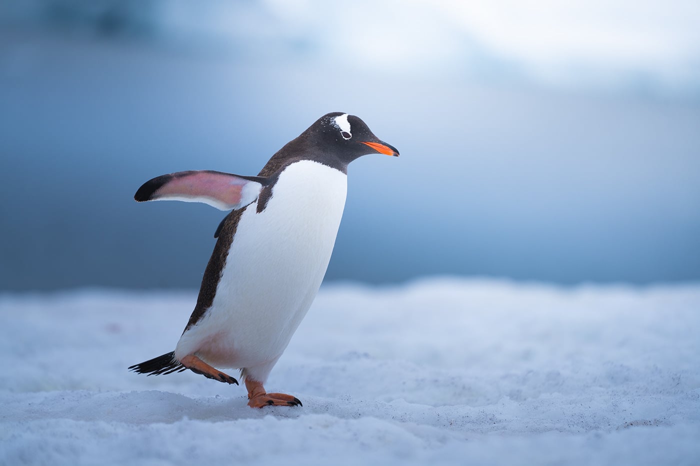 The Cuteness of Antarctic Penguins PetaPixel — free download