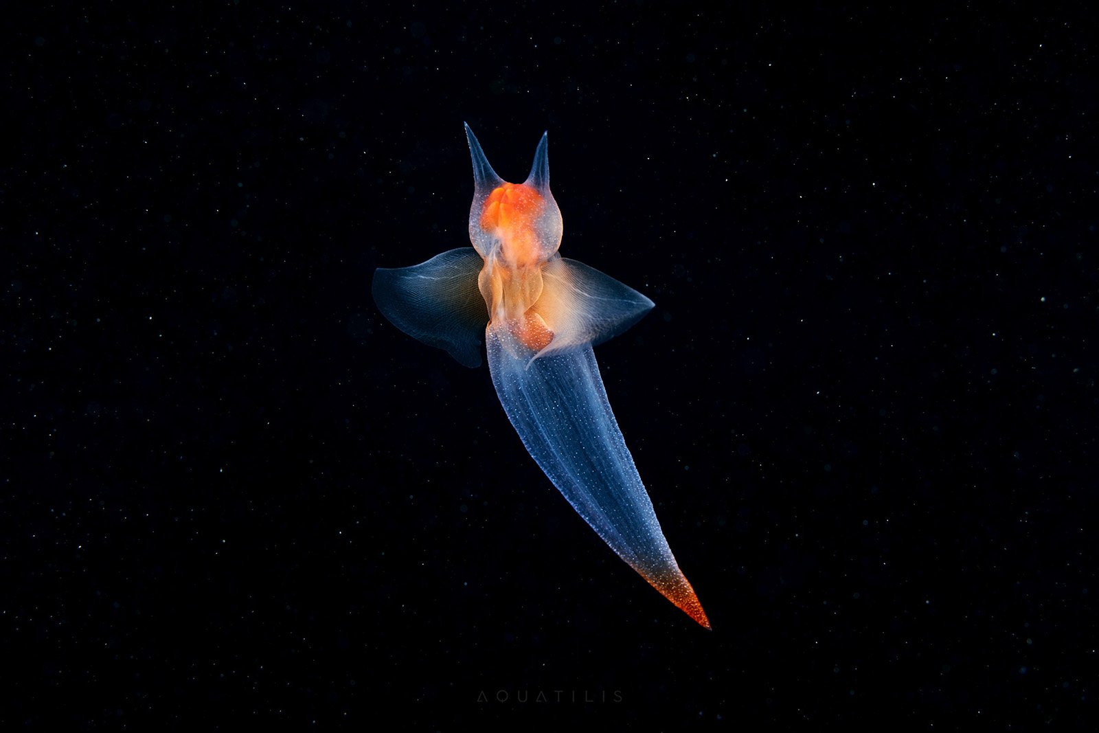 Stunning Photos Of 'sea Angels' And Other Technicolor Creatures 