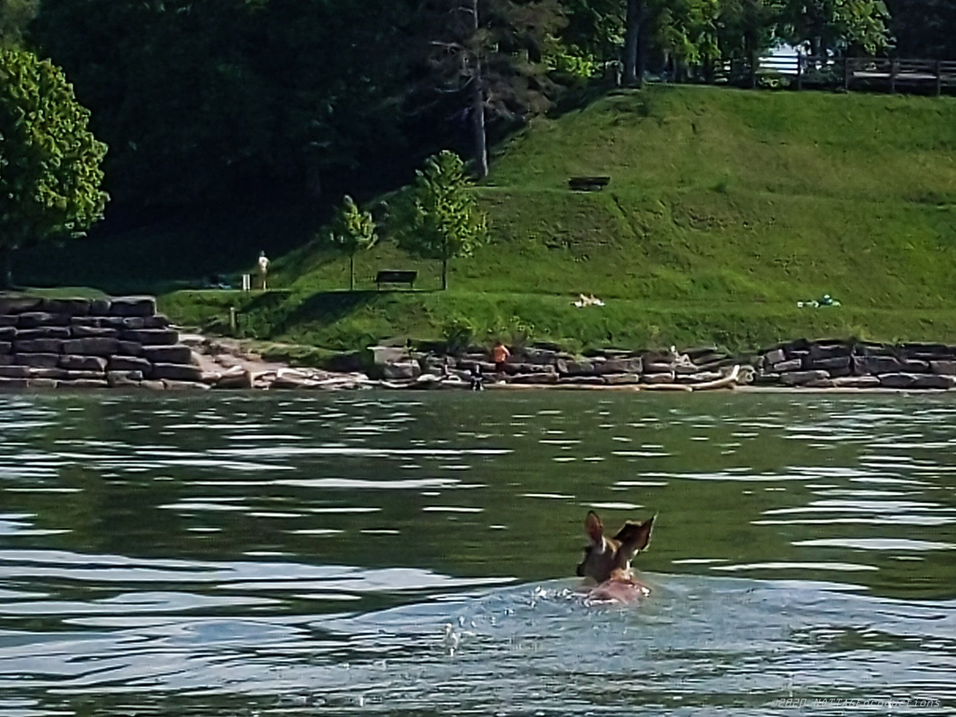 Photographers Save Swimming Deer from Drowning in Lake Erie PetaPixel