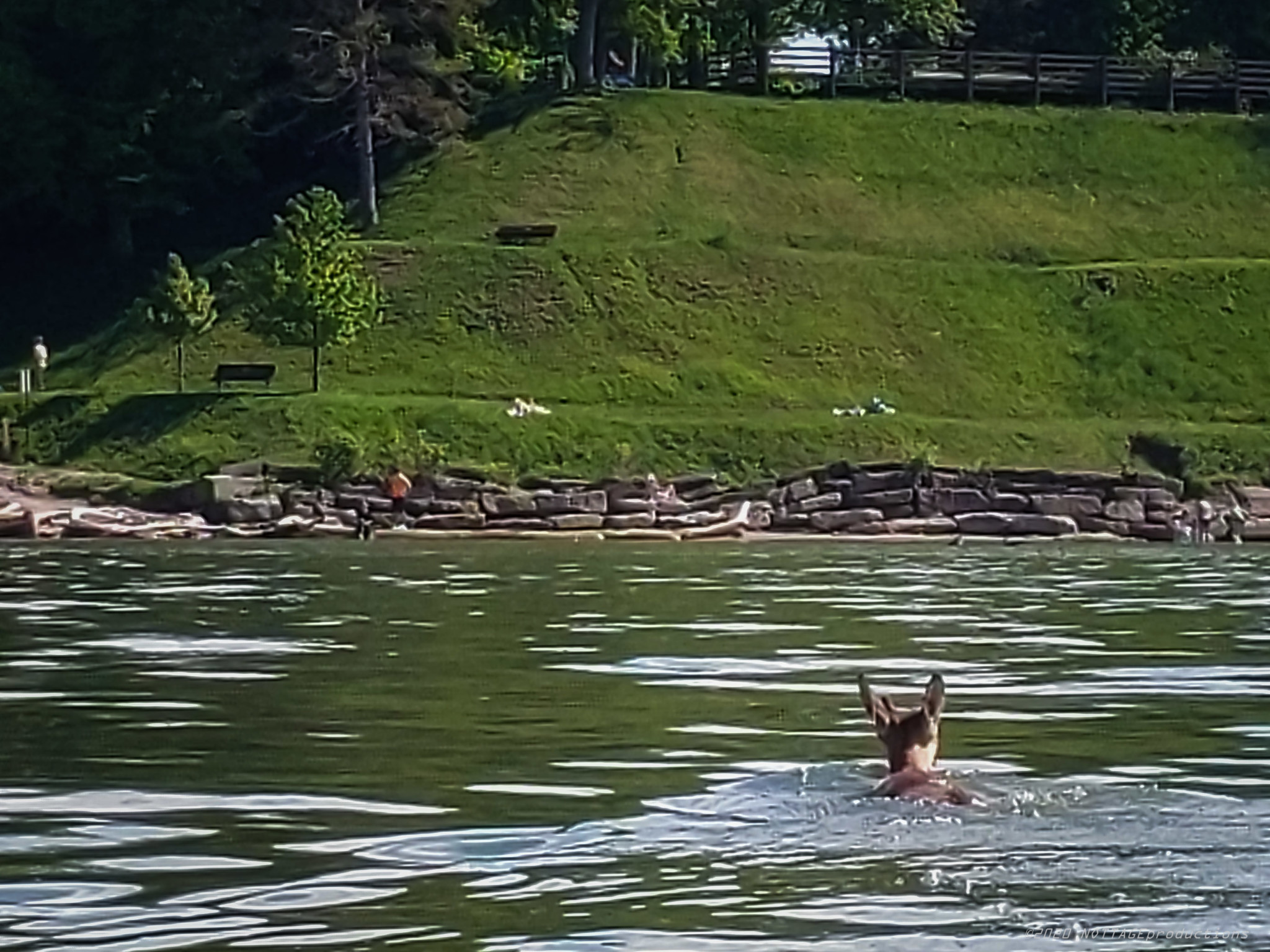 Photographers Save Swimming Deer from Drowning in Lake Erie PetaPixel