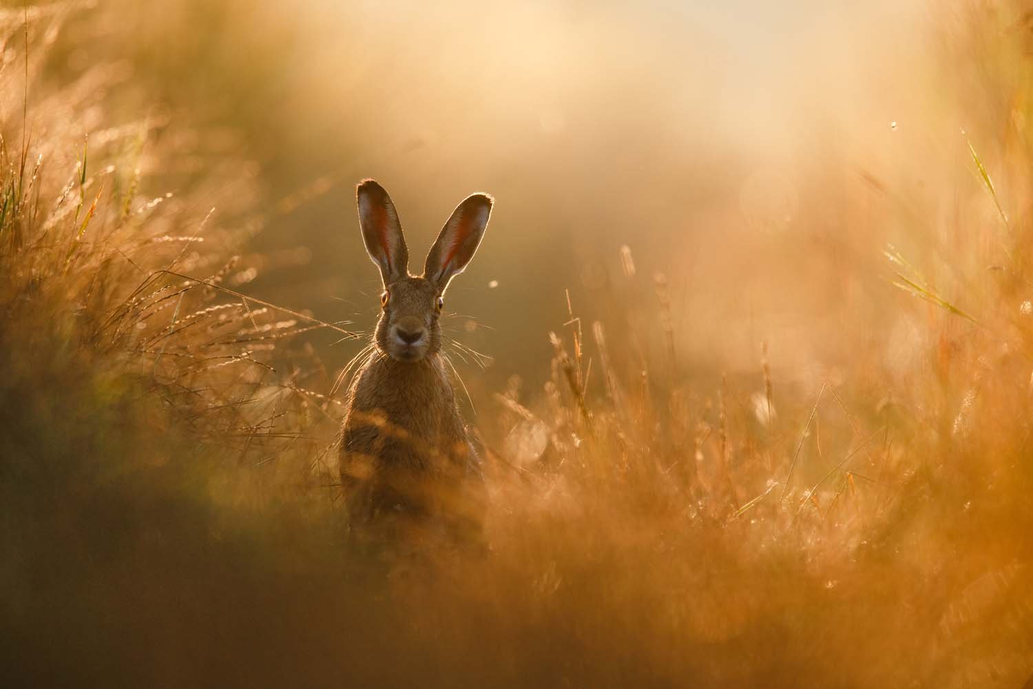 Photo of a Curious Hare Wins Nature Photographer of the Year 2020