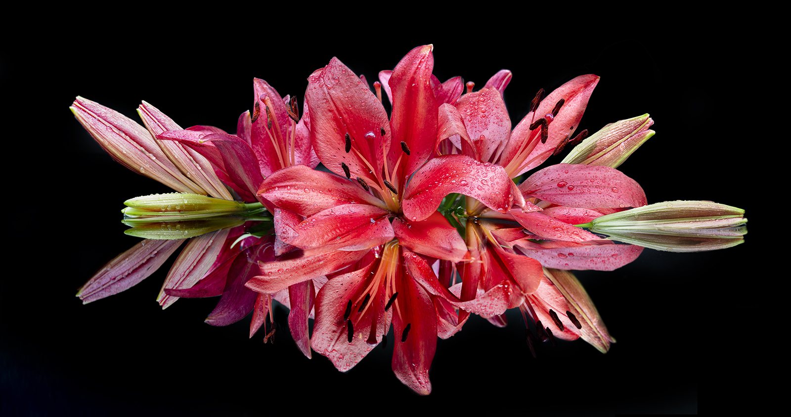 Photographer Uses DIY Reflecting Pool to Capture Beautiful Flower ...