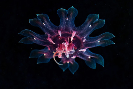 Stunning Photos of 'Sea Angels' and Other Technicolor Creatures ...