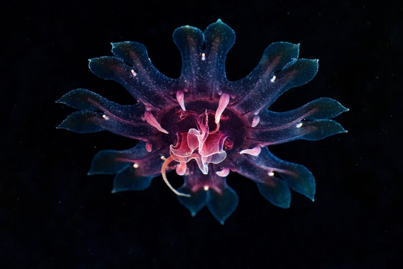 Scyphozoan-jellyfish-Cyanea-capillata-ephyra-800x534.jpg