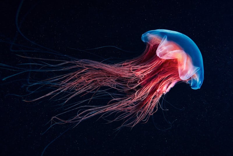 Scyphozoan-jellyfish-Lions-mane-jellyfish-Cyanea-capillata-08-800x534.jpg