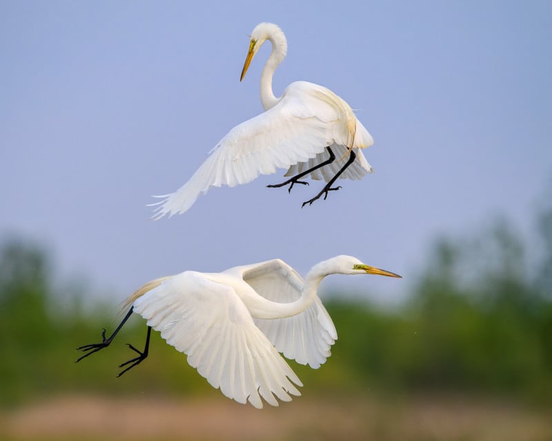 This Free 'Bird In Flight' Photography Crash Course Covers Everything ...