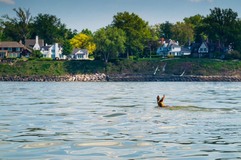 Photographers Save Swimming Deer from Drowning in Lake Erie PetaPixel