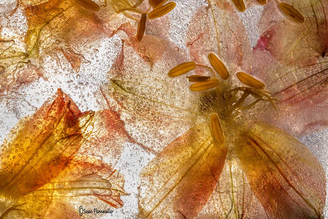 Photos of Flowers from a Freezer PetaPixel