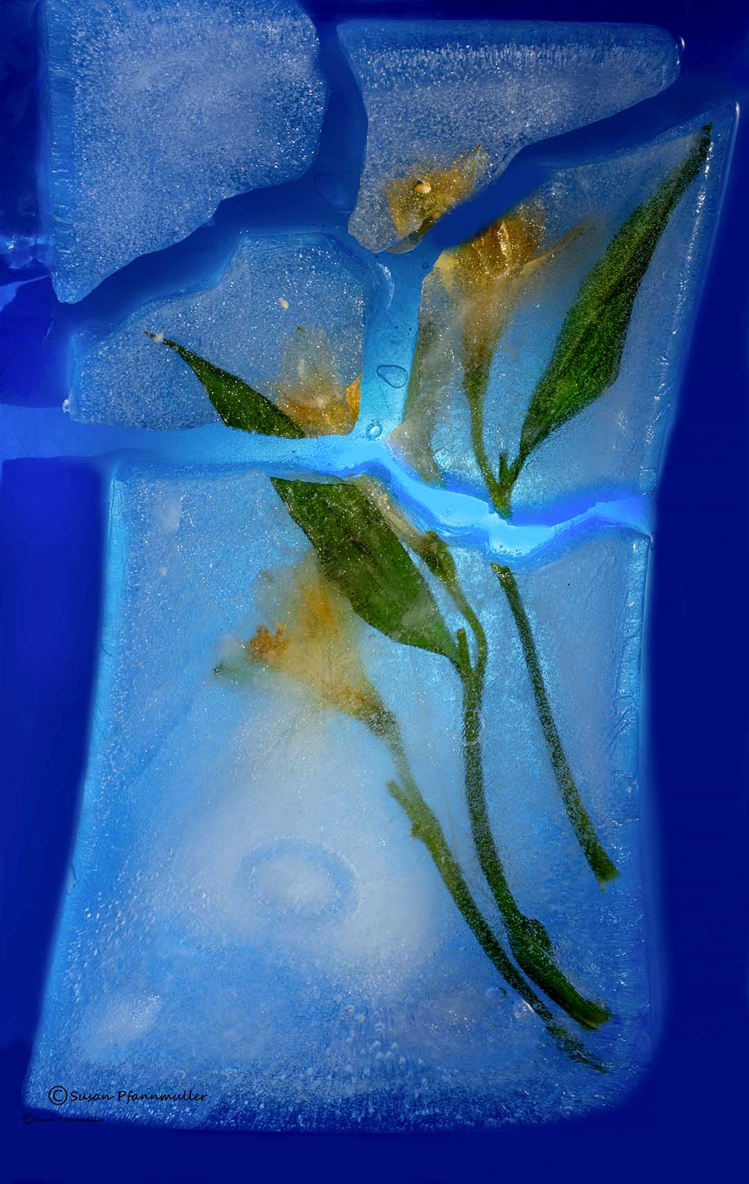 Photos of Flowers from a Freezer PetaPixel