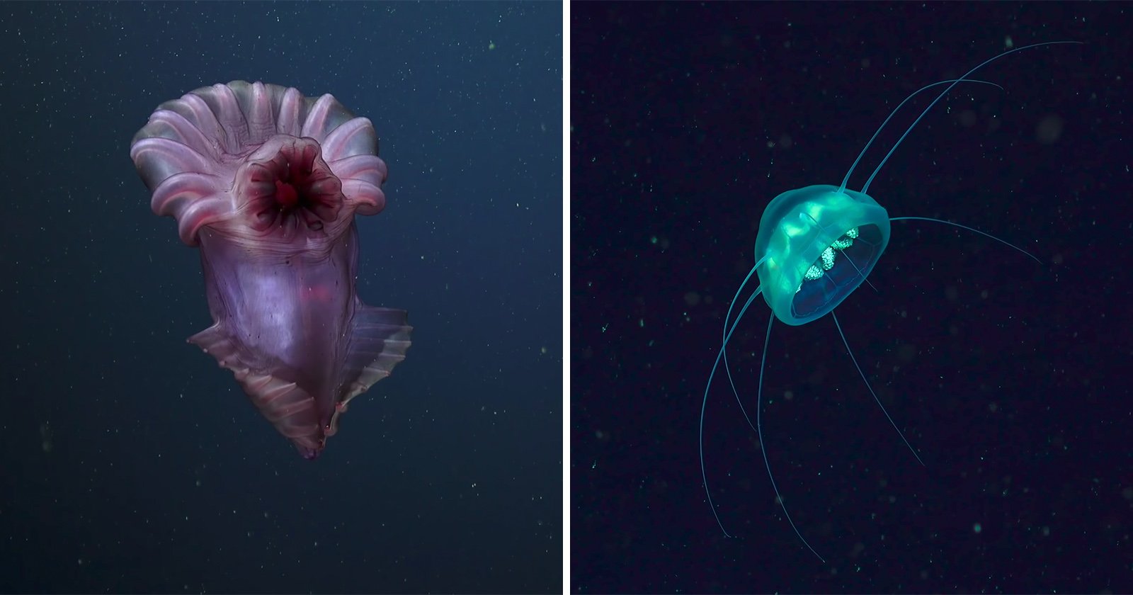 Strange creatures of the ocean deep – DW – 01/17/2018