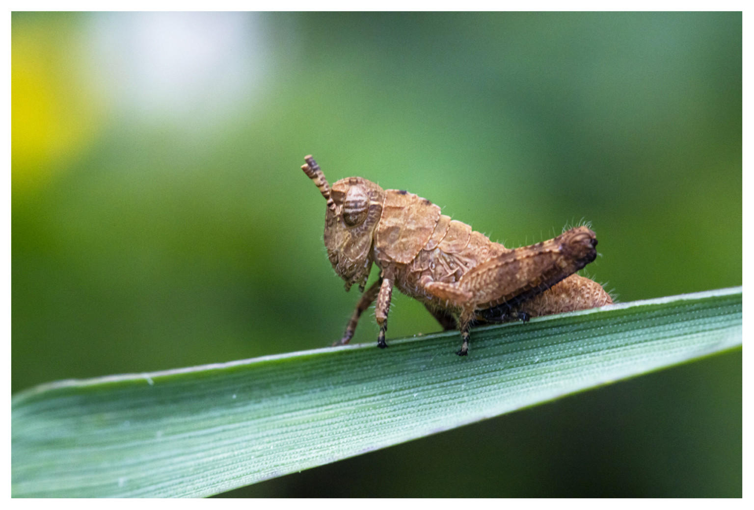 How I Shoot Insect Macro Photography in My Home Studio | PetaPixel