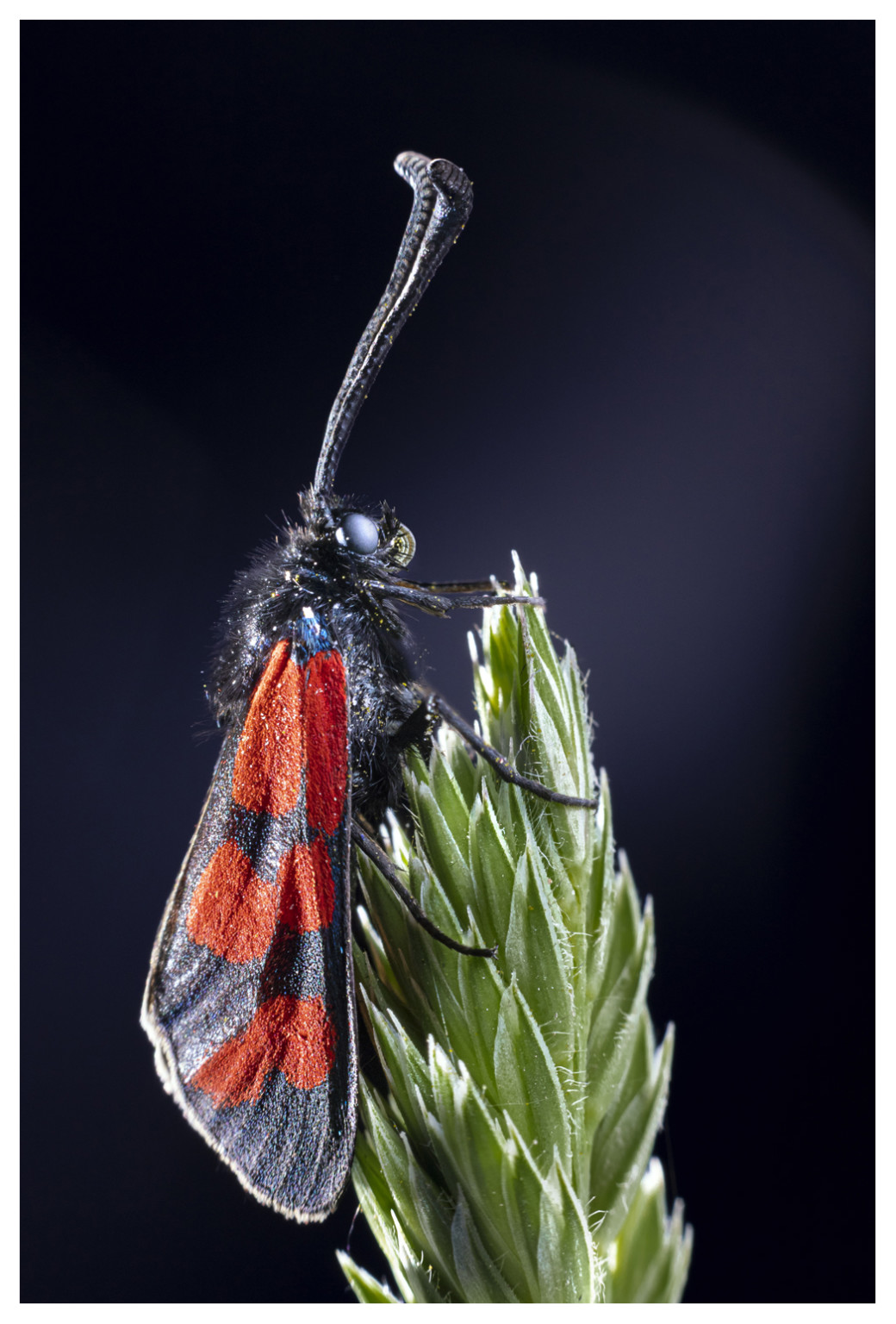 How I Shoot Insect Macro Photography in My Home Studio | PetaPixel