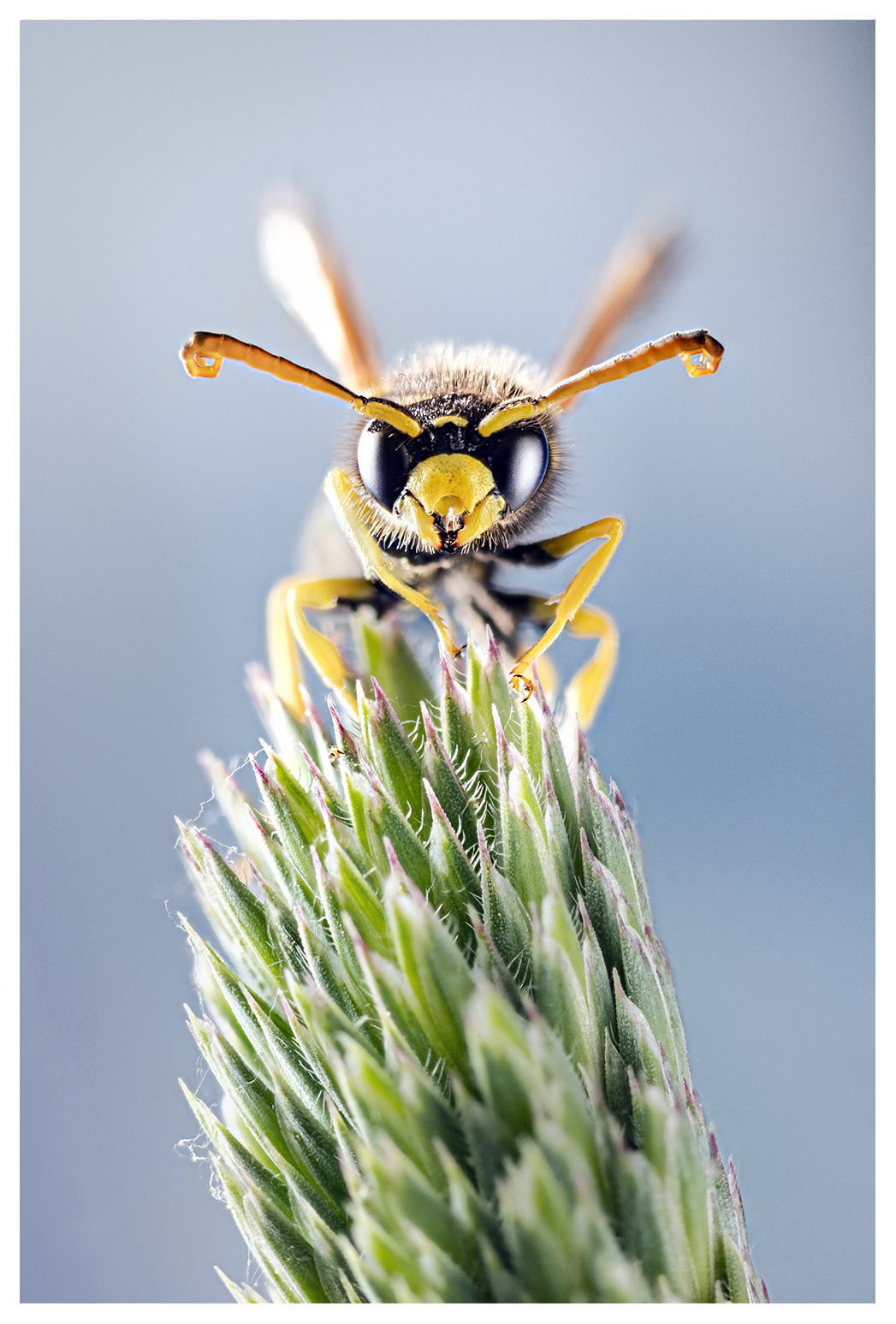 How I Shoot Insect Macro Photography in My Home Studio | PetaPixel