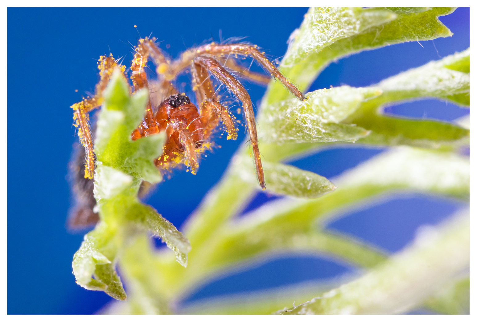 How I Shoot Insect Macro Photography in My Home Studio | PetaPixel