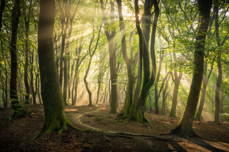 Photos of One Forest in All Seasons | PetaPixel