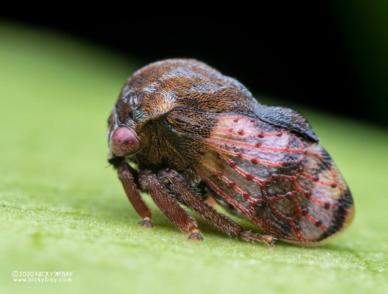 Workshop - Macro Photography by Nicky Bay