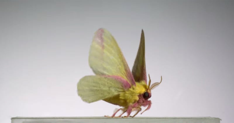 rosy maple moth flying