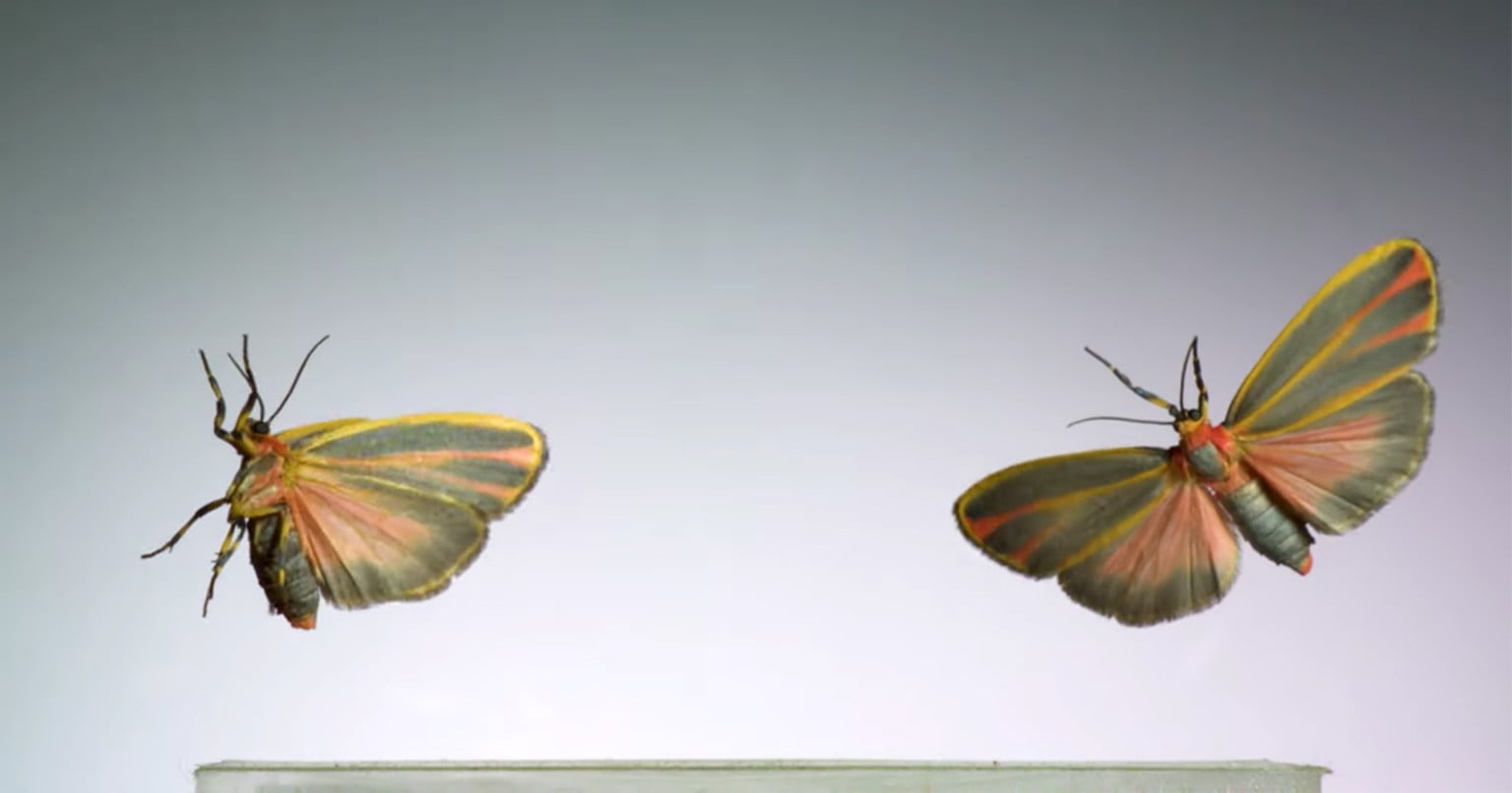 Scientist Captures Super Slow Motion Video of Insects Taking Off at 3 ...