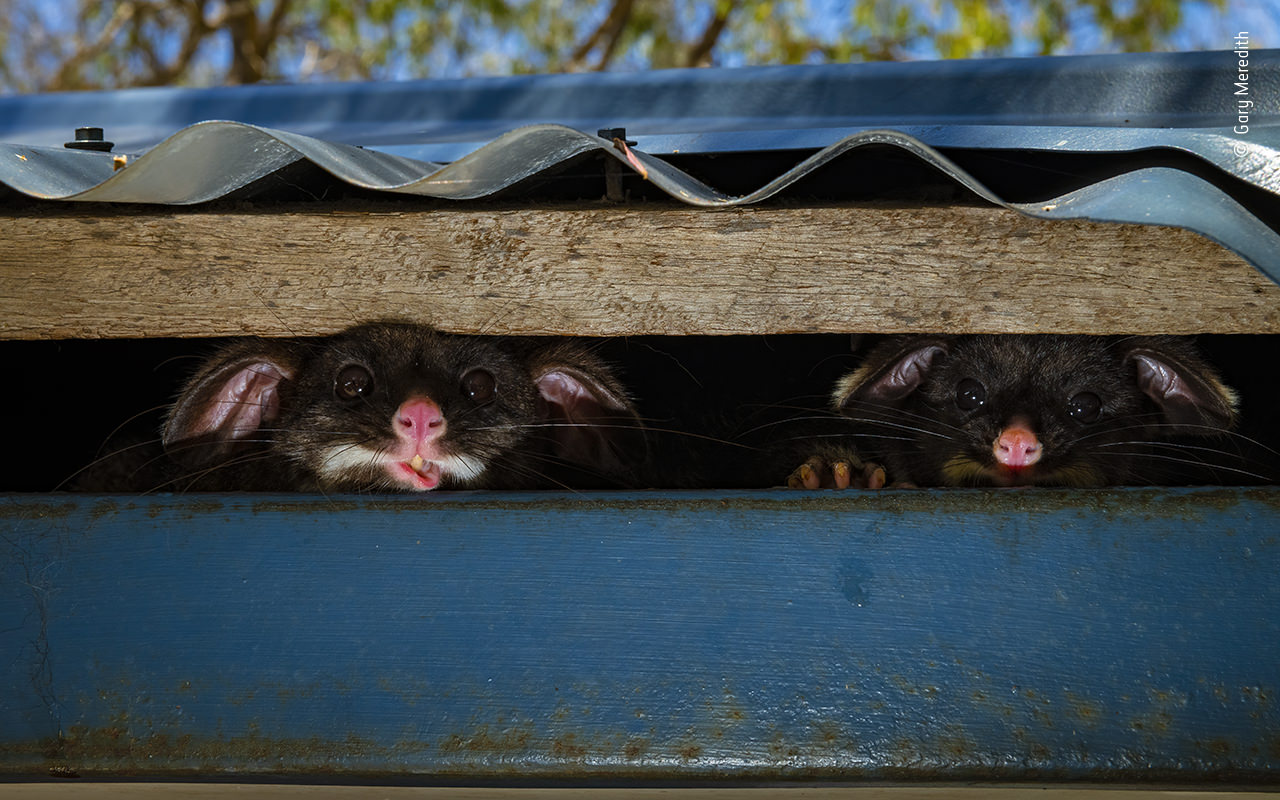 16 Inspiring Wildlife Photos in the WPY 2020 Contest | PetaPixel