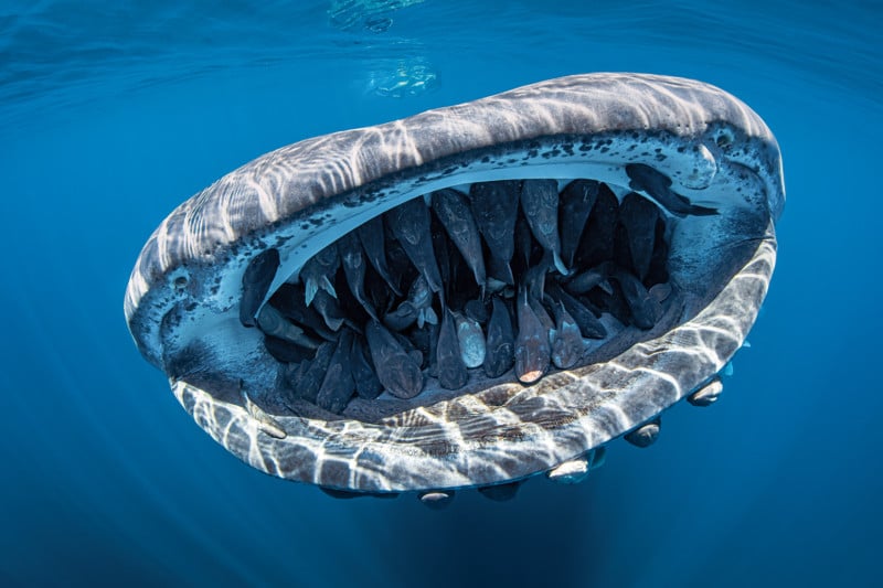 Photo of Whale Shark with 50 Fish in Its Mouth Wins Scuba Diving Photo  Contest | PetaPixel